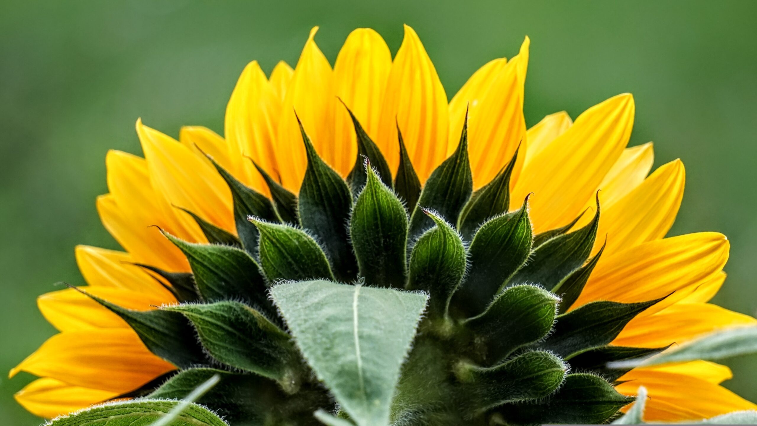 Strahlende Schönheit: Eine Sonnenblume im Licht der Sonne - Symptomatisch für unsere grüne Hoffnung auf eine blühende Zukunft.